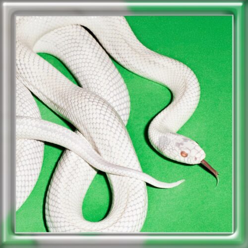 Deftones - private music