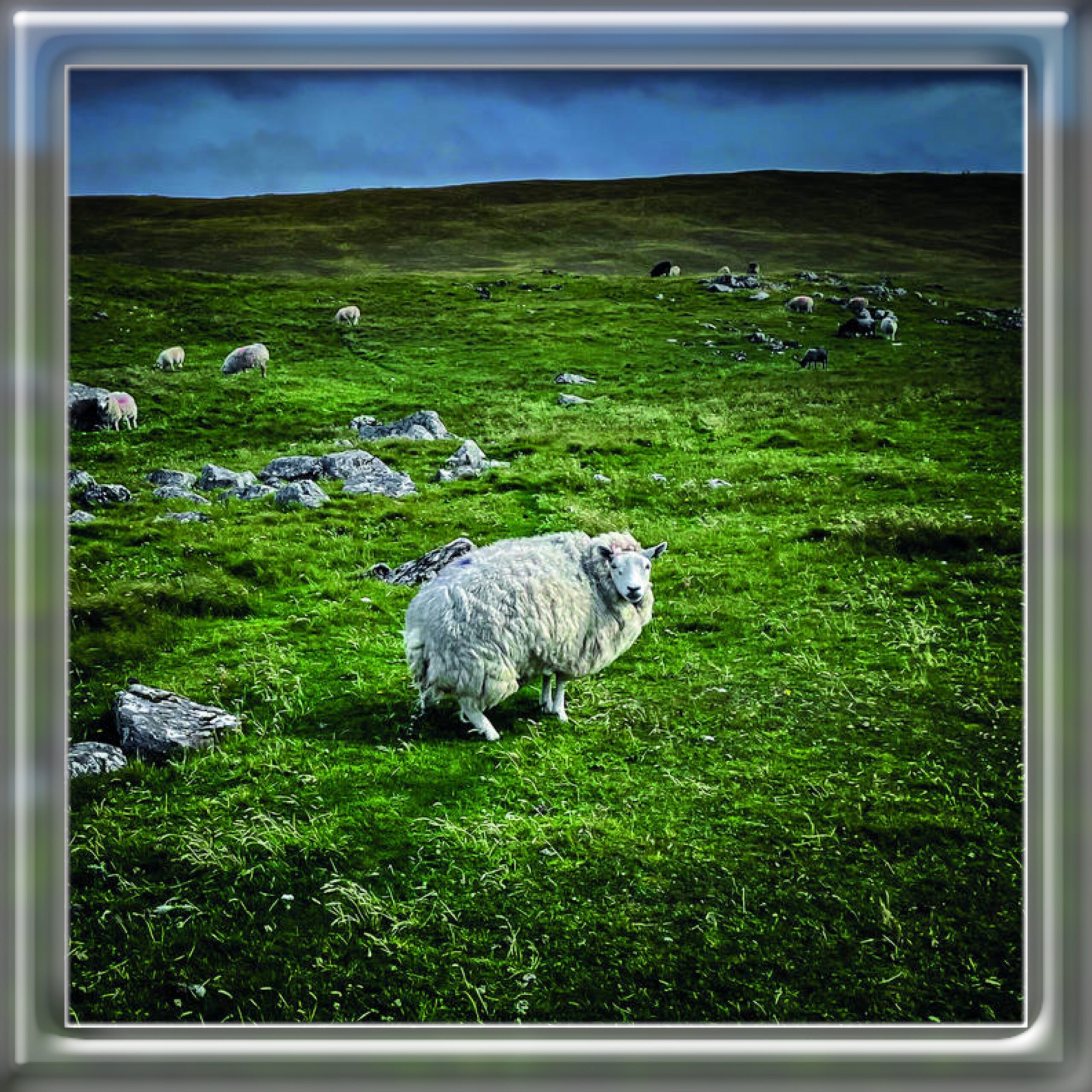 Poor Genetic Material - Pastoral